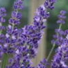 Big Time Blue Lavender - 6 Pack Of 1 Gallon Pots