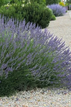 Grosso Lavender - 1 Gallon Pot