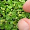Miniature Brass Buttons Fairy Fern (Leptinella Gruveri) - 6 Pack Of Pint Pots