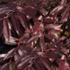 Rejoyce Coast Leucothoe (Leucothoe Axillaris) - 3 Gallon Pot