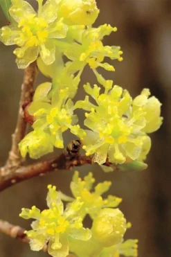 Spicebush (Lindera Benzoin) - 1 Gallon Pot
