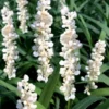 Monroe's White Liriope - Lilyturf - 18 Count Flat Of Pint Pots
