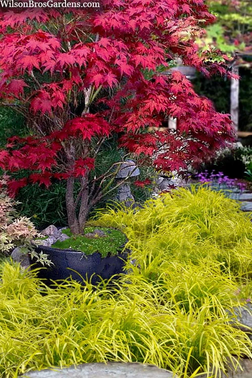 Gold Ingot Liriope (Golden Lilyturf) - 1 Gallon Pot - Image 4