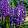 Royal Purple Liriope - Lilyturf - 18 Count Flats Of Pint Pots