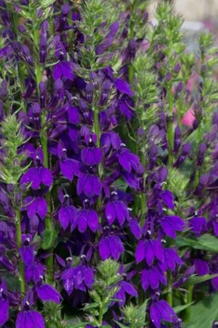 Starship Blue Cardinal Flower (Lobelia) - 6 Pack Of Quart Pots