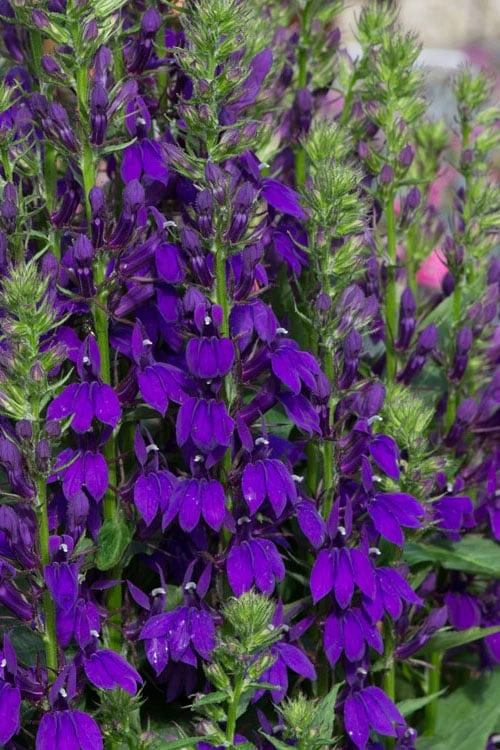 Starship Blue Cardinal Flower (Lobelia) - 6 Pack Of Quart Pots
