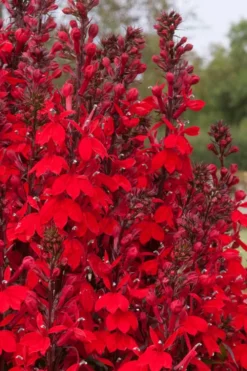 Starship Scarlet Bronze Cardinal Flower (Lobelia) - 6 Pack Of 1 Gallon Pots
