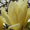 Elizabeth Magnolia (Tulip Tree) - 5 Gallon Pot