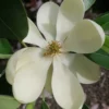 Green Shadow Sweetbay Magnolia Tree (Magnolia Virginiana) - 3 Gallon Pot (4-5')