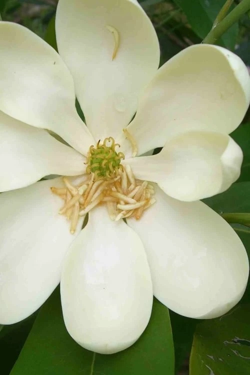 Moonglow Sweetbay Magnolia Tree (Magnolia Virginiana 'Jim Wilson') - 3 Gallon Pot - Image 6