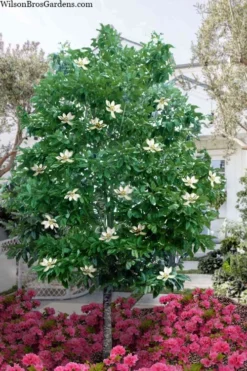 Sweetbay Magnolia (Single Trunk Tree Form) - 7 Gallon Pot (5-6')