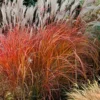 Flame Grass (Miscanthus 'Purpurascens') - 6 Pack Of 1 Gallon Pots