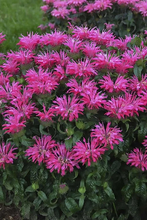Electric Neon Pink Bee Balm (Monarda) - 1 Gallon Pot - Image 5