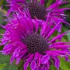 Bee-You Bee Free Bee Balm (Monarda) - 1 Gallon Pot