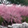 Pink Muhly Grass (Cotton Candy Grass) - 1 Gallon Pot (On Sale)