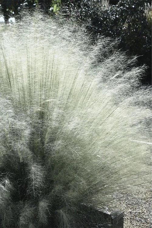 White Cloud Muhly Grass - 1 Gallon Pot - Image 8