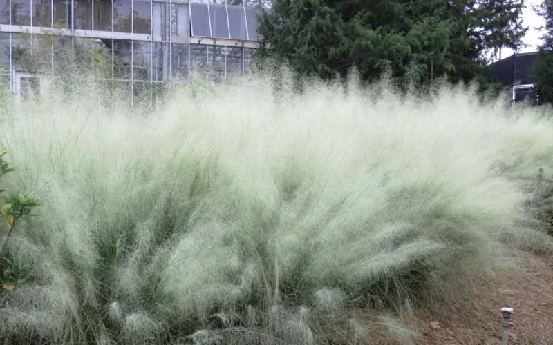 White Cloud Muhly Grass - 1 Gallon Pot - Image 7