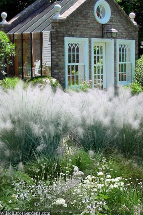 White Cloud Muhly Grass - 1 Gallon Pot - Image 5