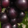 Jumbo Black Muscadine Grape Vine - 6 Pack Of 1 Gallon Pots
