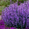 Cats Pajamas Catmint - 1 Gallon Pot