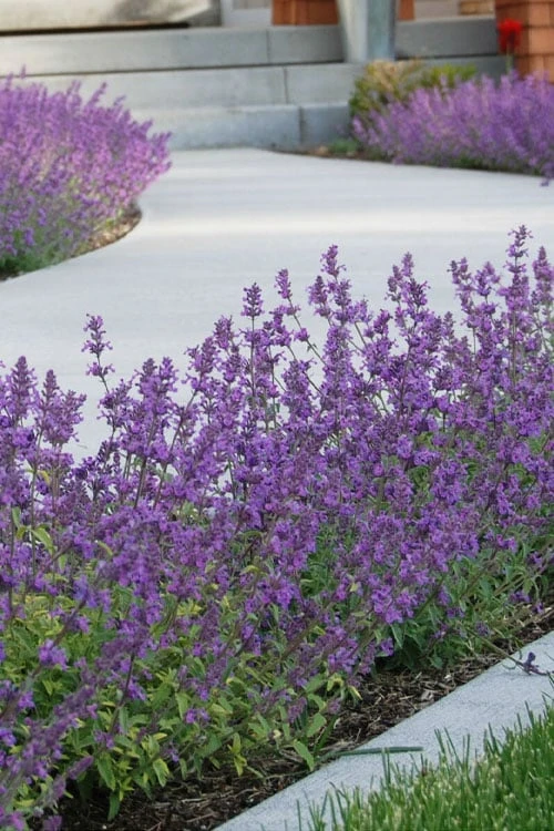 Little Trudy Catmint - 5 Pack Of Quart Pots - Image 6