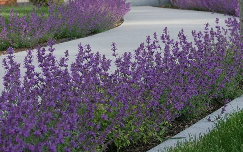 Little Trudy Catmint - 5 Pack Of Quart Pots - Image 5