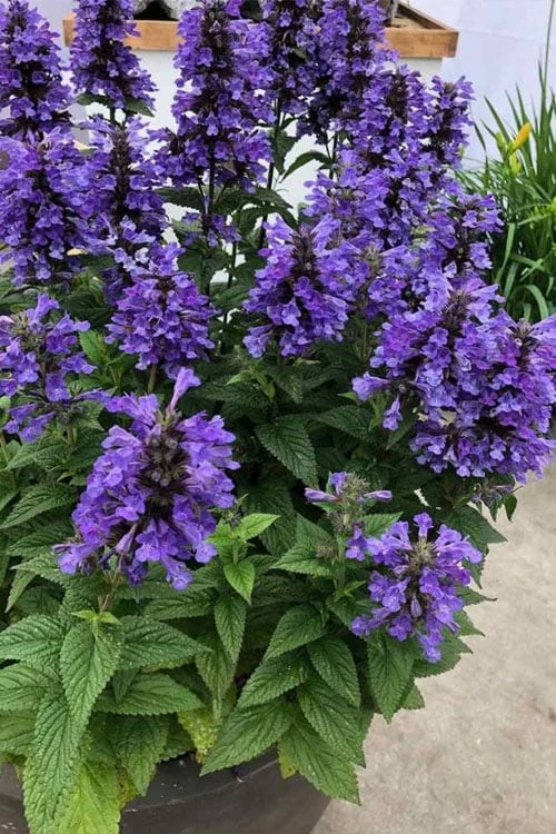 Neptune Catmint (Nepeta) - 1 Gallon Pot - Image 4