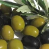 Arbequina Olive Tree - 5 Gallon Pot