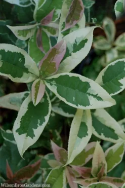 Pink Flush Variegated Tea Olive (Osmanthus Fragrans 'Yinbi Shuanghui') - 1 Gallon Pot