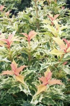 Goshiki Osmanthus (Variegated False Holly) - 7 Gallon Pot