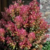 Party Lights Pink Flush Tea Olive - Osmanthus Heterophyllus - 3 Gallon Pot