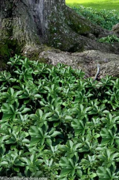 Pachysandra (Japanese Spurge) - 6 Pack Of Pint Pots