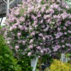 Palibin Lilac Tree (Single Trunk) - 7 Gallon Pot (5-6')