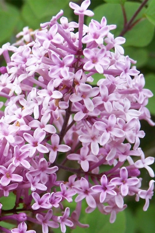 Palibin Lilac Tree (Single Trunk) - 7 Gallon Pot (5-6') - Image 3