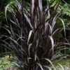 First Knight Fountain Grass (Pennisetum) - 3 Gallon Pot