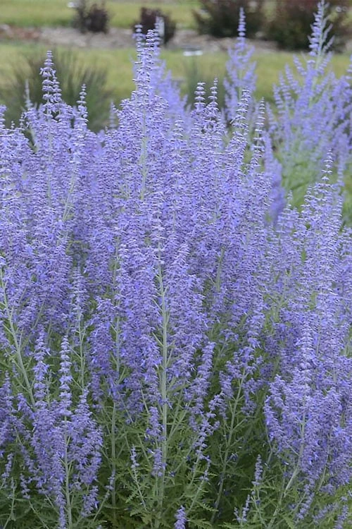 Blue Jean Baby Russian Sage (Perovskia) - 1 Gallon Pot - Image 6