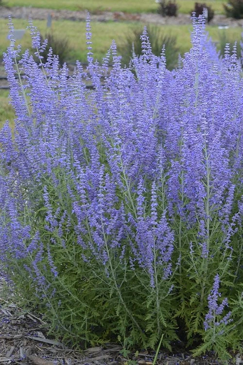 Blue Jean Baby Russian Sage (Perovskia) - 1 Gallon Pot