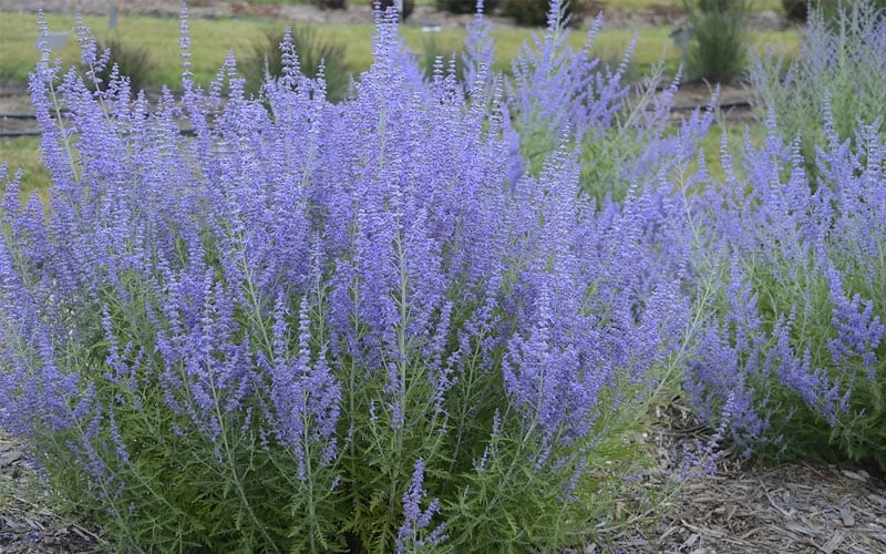 Blue Jean Baby Russian Sage (Perovskia) - 1 Gallon Pot - Image 4