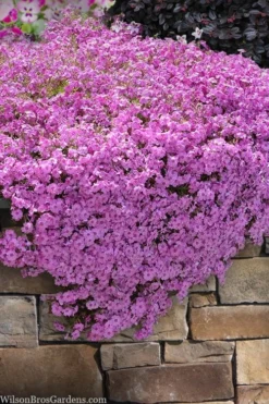Pink Creeping Phlox - 6 Pack Of Pint Pots