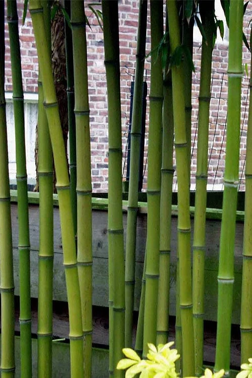 Incense Bamboo (Phyllostachys Atrovaginata) - 3 Gallon Pot - Image 6