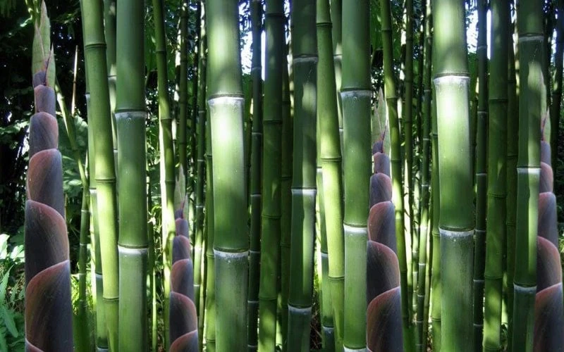 Incense Bamboo (Phyllostachys Atrovaginata) - 3 Gallon Pot - Image 5