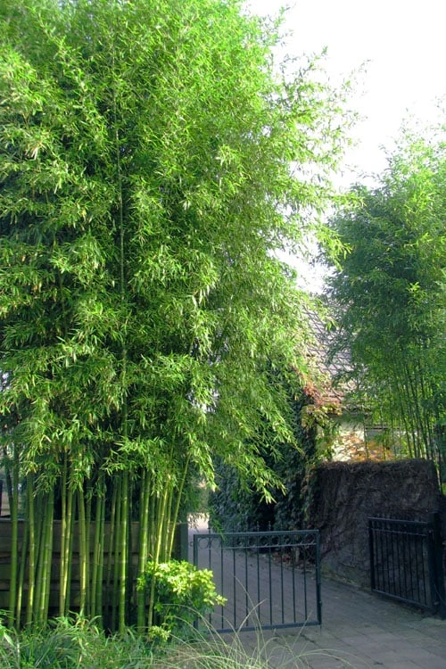 Incense Bamboo (Phyllostachys Atrovaginata) - 3 Gallon Pot