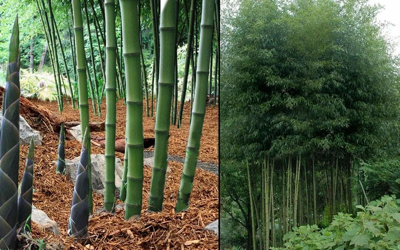 Incense Bamboo (Phyllostachys Atrovaginata) - 3 Gallon Pot - Image 4
