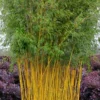 Green Groove Golden Bamboo - Phyllostachys Aureosulcata 'Spectabilis' - 3 Gallon Pot (4-6')