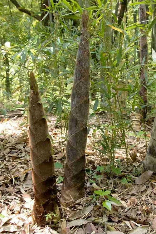 Moso Giant Bamboo (Phyllostachys Edulis 'Moso') - 3 Gallon Pot (4-6') - Image 7