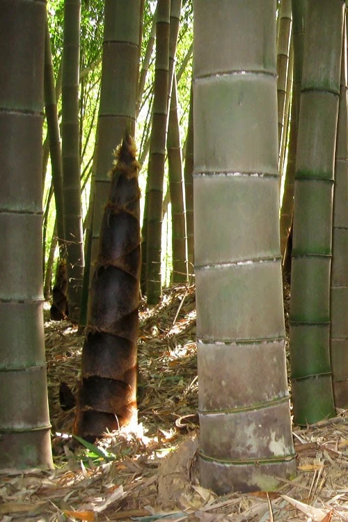 Moso Giant Bamboo (Phyllostachys Edulis 'Moso') - 3 Gallon Pot (4-6') - Image 12