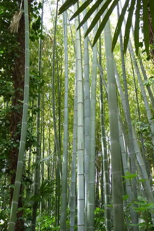 Moso Giant Bamboo (Phyllostachys Edulis 'Moso') - 3 Gallon Pot (4-6') - Image 10