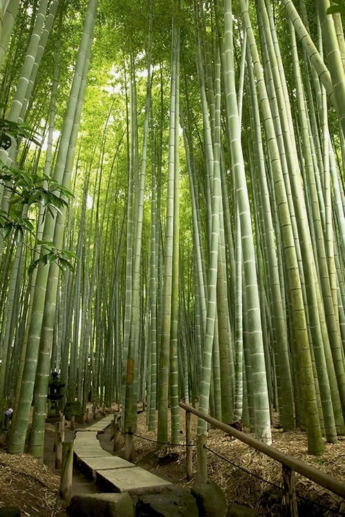 Moso Giant Bamboo (Phyllostachys Edulis 'Moso') - 3 Gallon Pot (4-6') - Image 4
