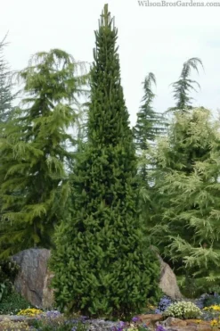 Cupressina Columnar Norway Spruce (Picea Abies) - 1 Gallon Pot