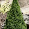 Pixie Miniature Dwarf Alberta Spruce - Quart Pot